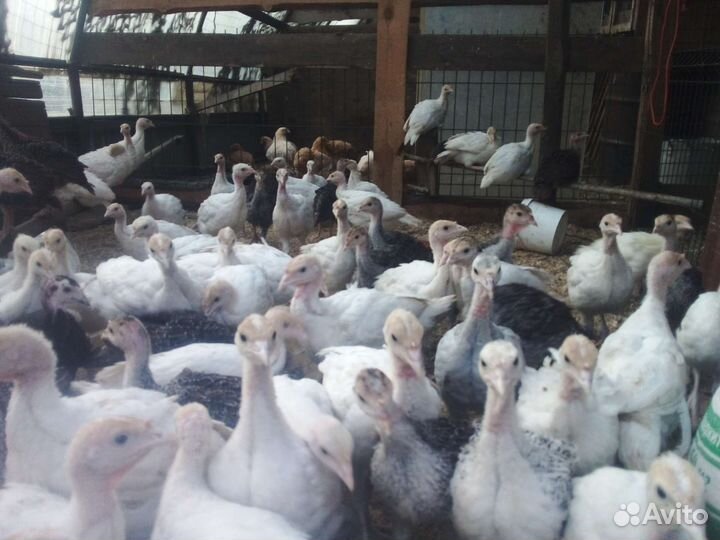 Индюшата подрощенные