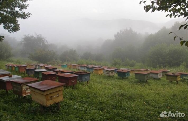 Мед 24 года натуральный опт