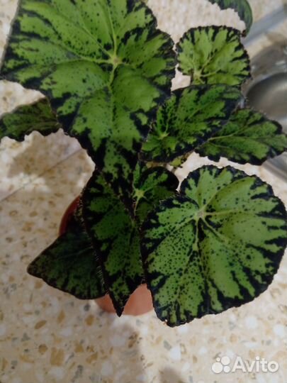 Бегония Бауэра