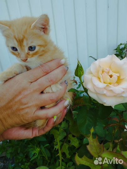 Отдам котят в самые добрые руки