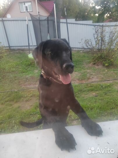 Отдам лабрадора