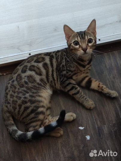Бенгальская кошечка в разведение