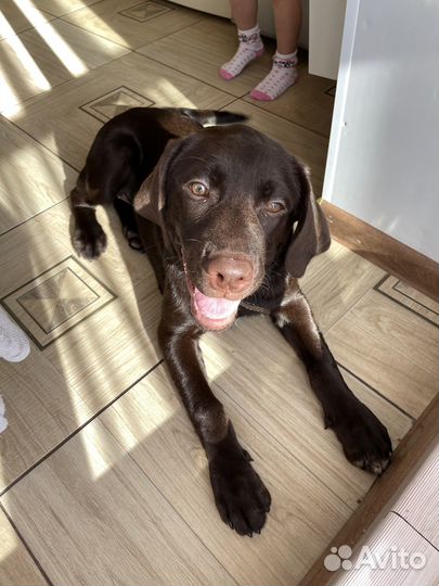 Щенок лабрадора
