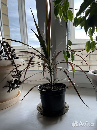 Драцена кордилина