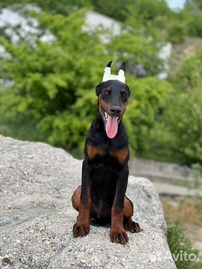 Доберман