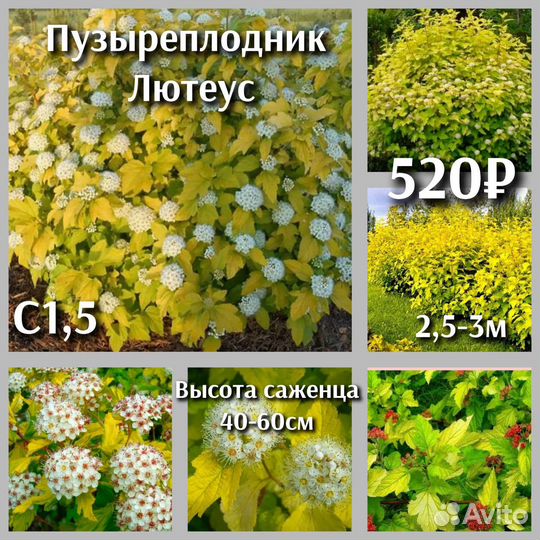 Пузыреплодник сорт