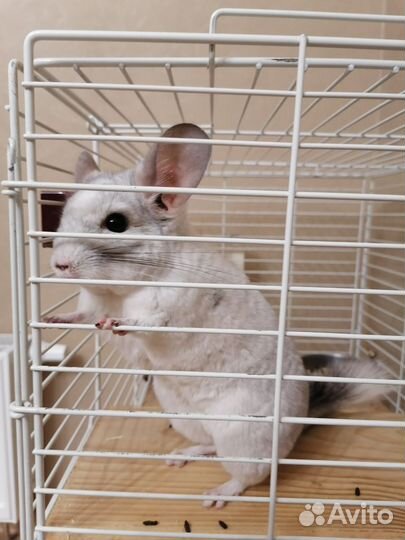 Шиншиллы в добрые и ответственные руки