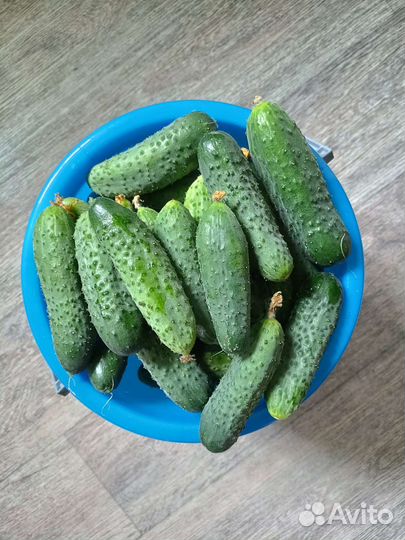 Огурцы