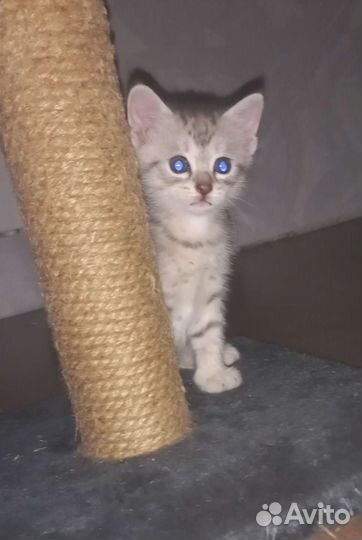Кошка в дар бесплатно