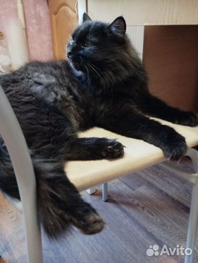 Уголёк, фенотип сибирской породы, ищет дом