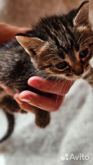 Кошка в дар бесплатно