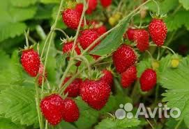 Земляника садовая— рассада