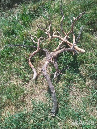 Коряги, ветки, спилы для бохо/этно интерьера