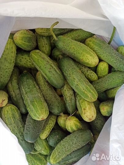 Огурцы свежие