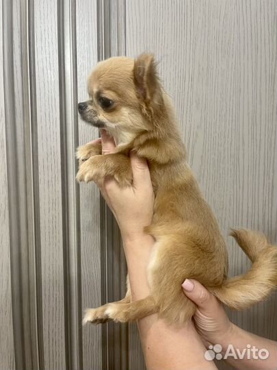 Щенки Чихуахуа