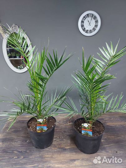 Финиковая пальма, Финик Канарский