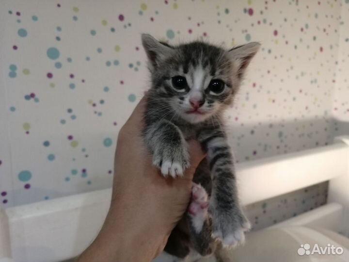 Отдам котят