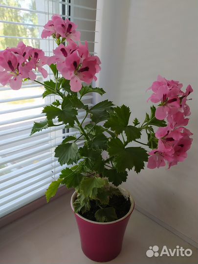 Королевская пеларгония