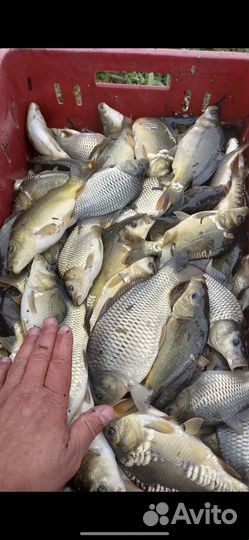 Продам малек карпа, сеголетка