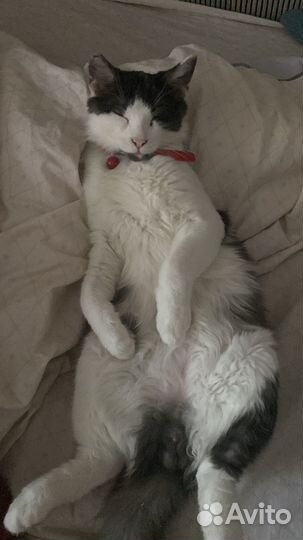 Котик в добрые руки