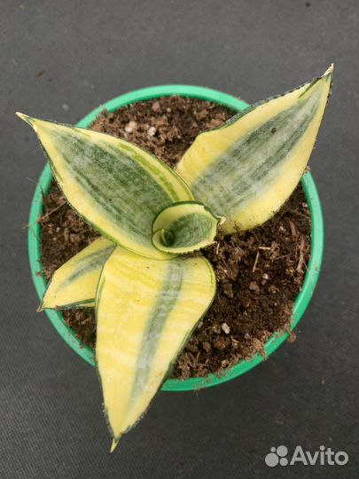 Сансевиерия сортовая