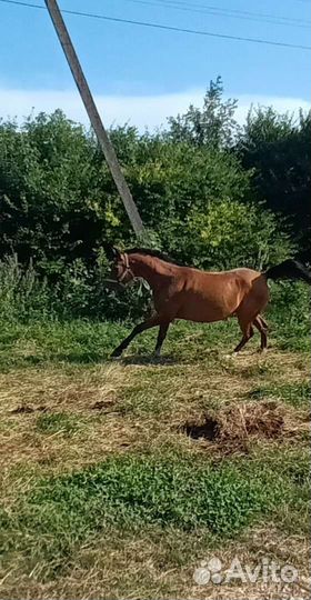 Арабская кобыла