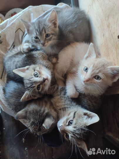 Возьмите котёнка