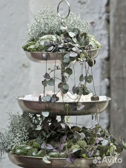 Церопегия Вуда