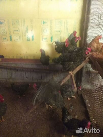 Инкубационное яйцо суточные цыплята