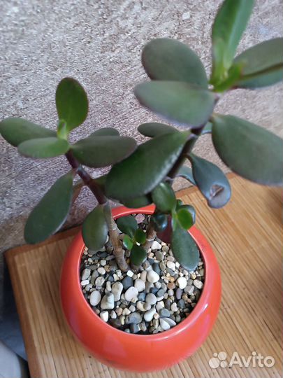 Толстянка Денежное дерево