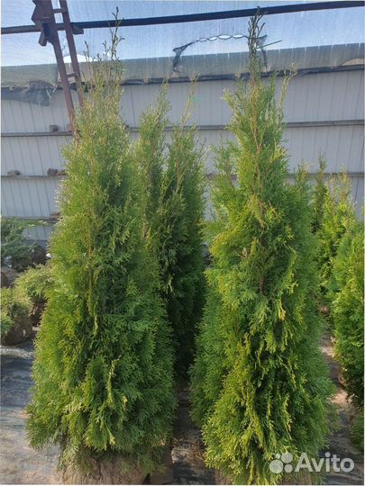 Туя западная Smaragd 120140 см Кедр Брабант