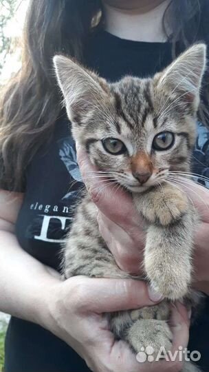 Кошки в добрые руки бесплатно