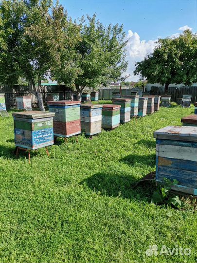 Мёд натуральный, пчелиный