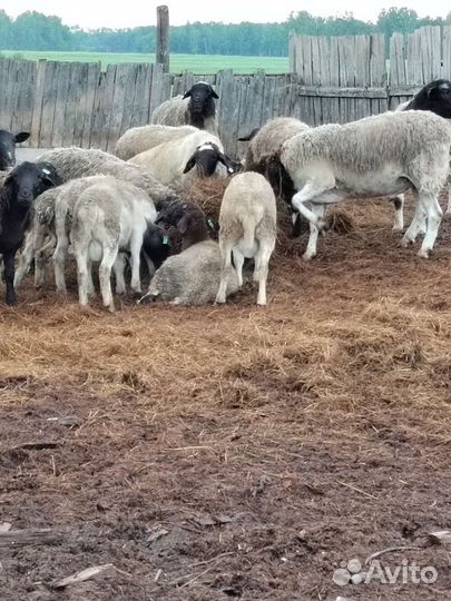 Бараны дорпер