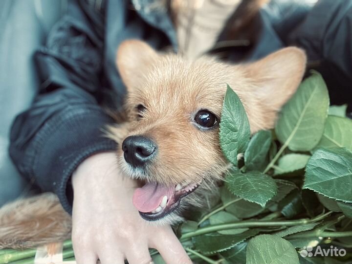 Маленькая собака метис