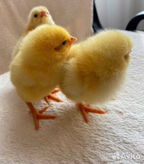 Цыплята бройлеры кобб 500