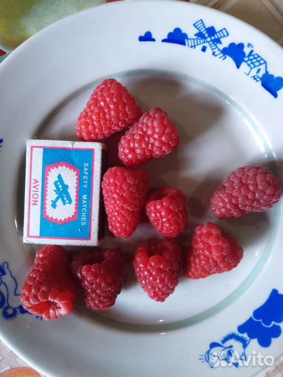 Саженцы малины ежевики клубники