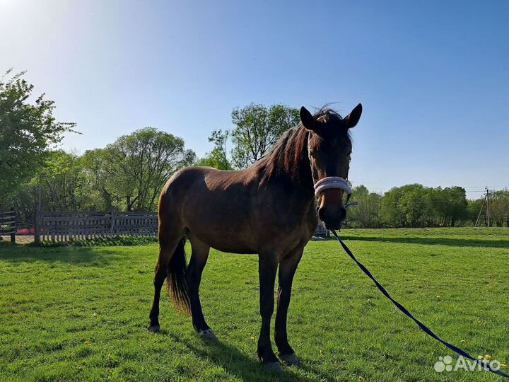 Молодая кобыла в спорт