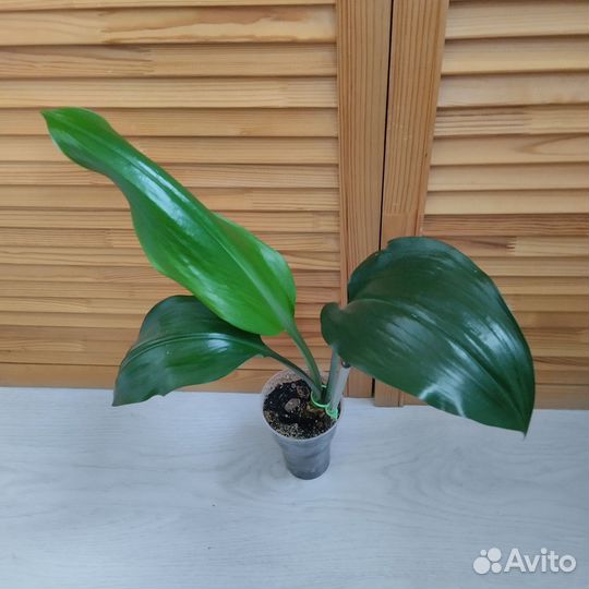 Эухарис амазонская лилия