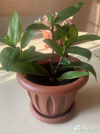 Традесканция