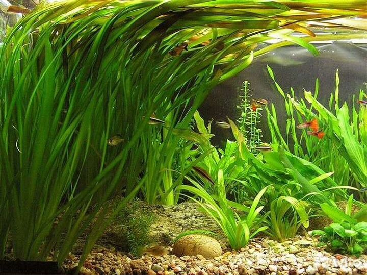 Продам аквариумные растения