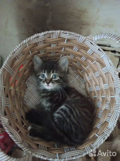 Предлагаю котят