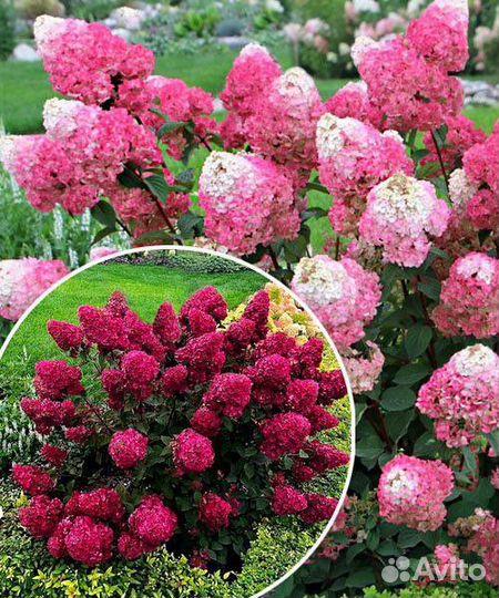 Гортензия Самарская Лидия