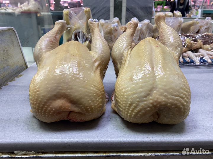 Домашние куры, утки