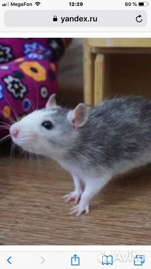 Крысы и клетки