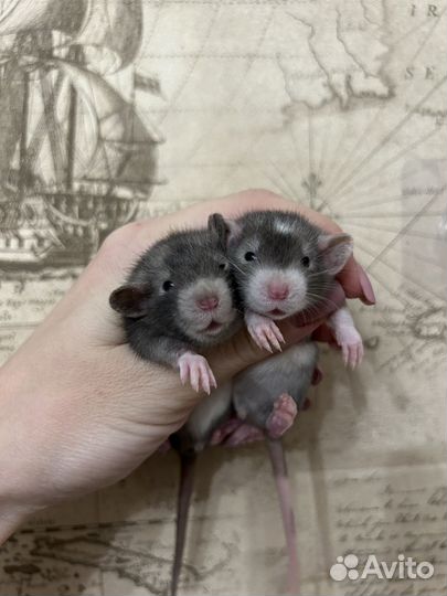 Ручные Крысята редкие Devil