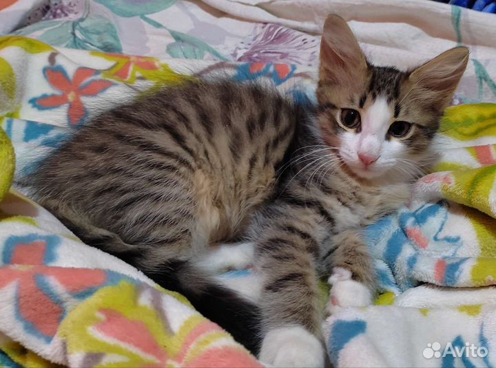 Котята 4 месяца
