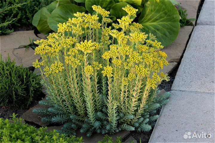 Очиток голубой, живучка