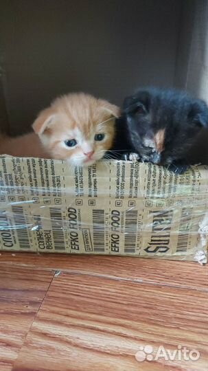 Шотландские вислоухие котята