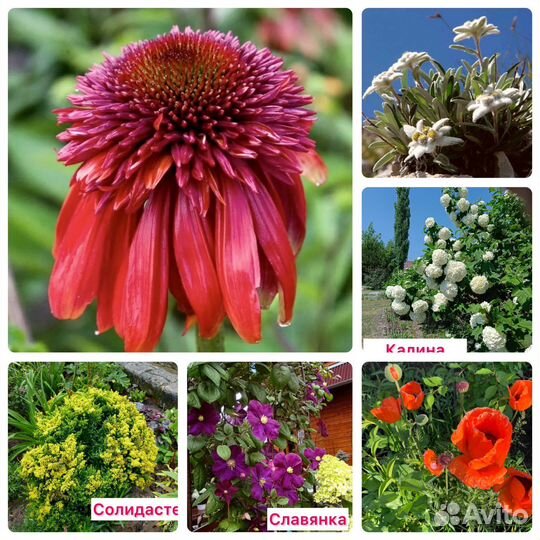 Цветы многолетники